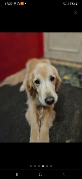 Canguro perro - Dogsitter