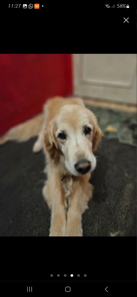 Canguro perro - Dogsitter