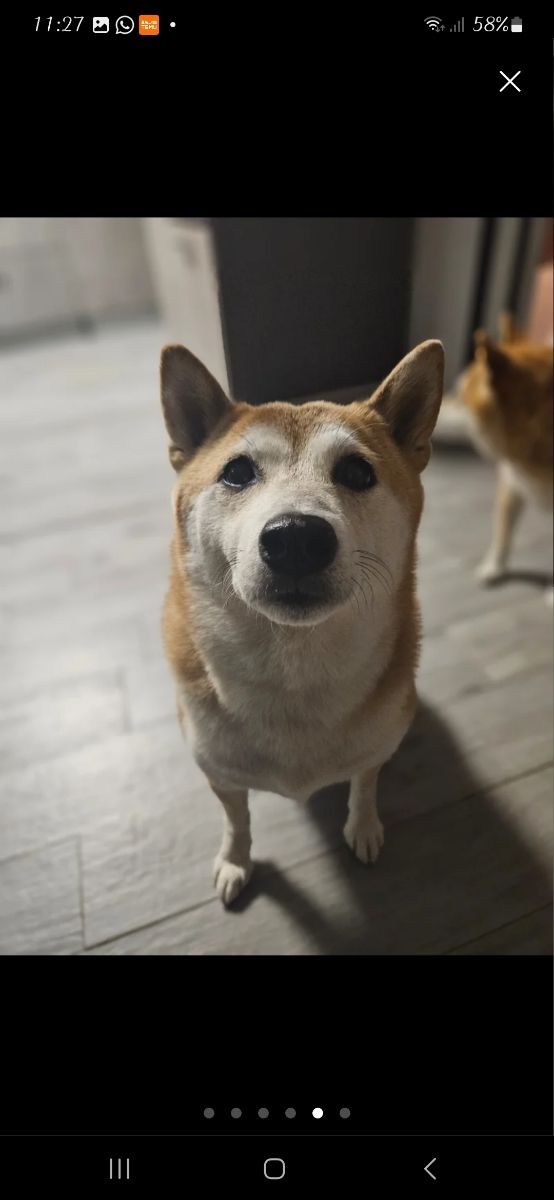 Canguro perro - Dogsitter