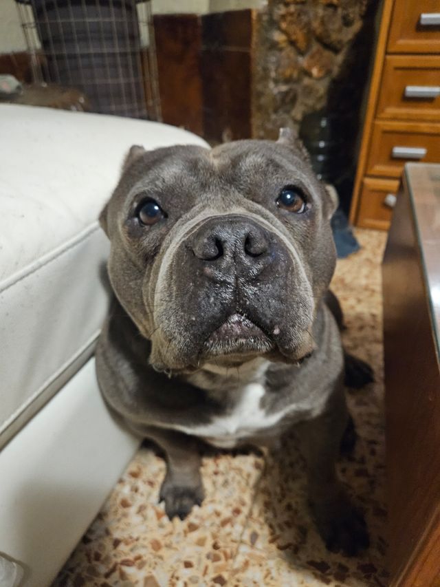 Canguro perro - Dogsitter