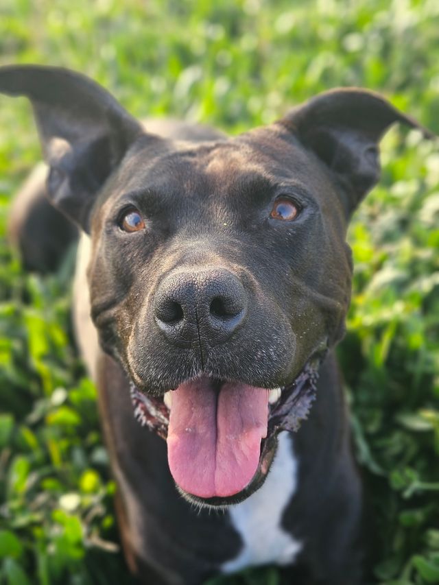 Canguro perro - Dogsitter