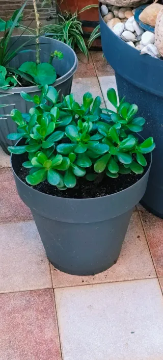*PLANTA JADE *
