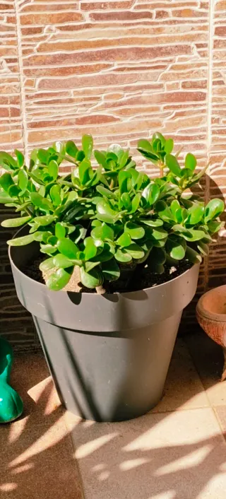 *PLANTA JADE *