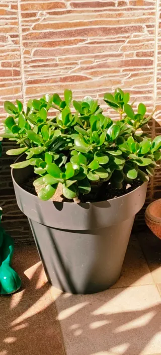 *PLANTA JADE *