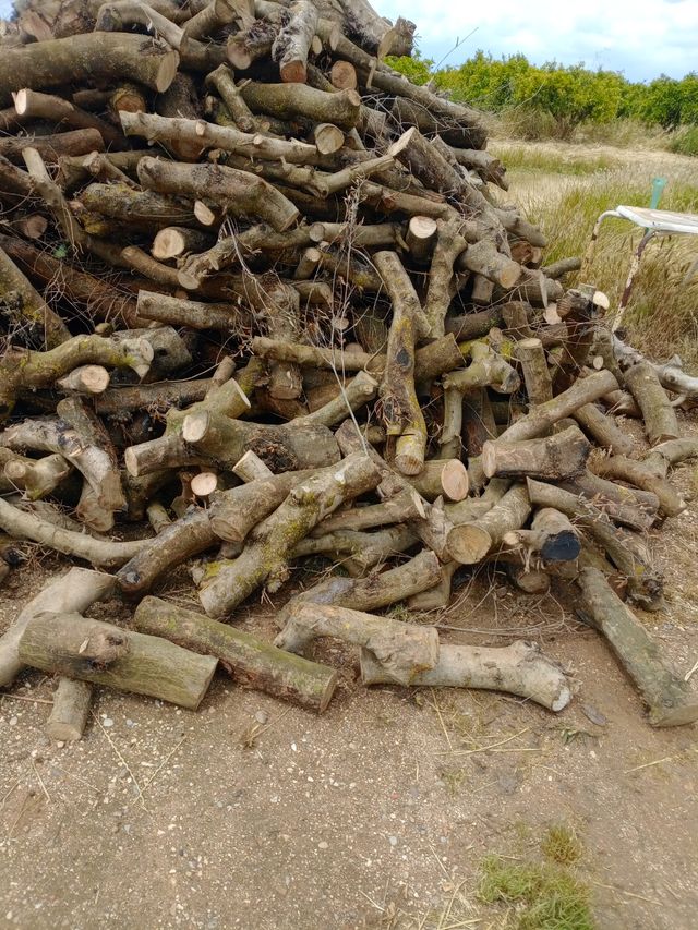 Leña . Caña de olivo troseada  679407357