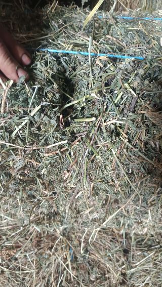Alfalfa empaca pequeña agrupada en 14 paquetes