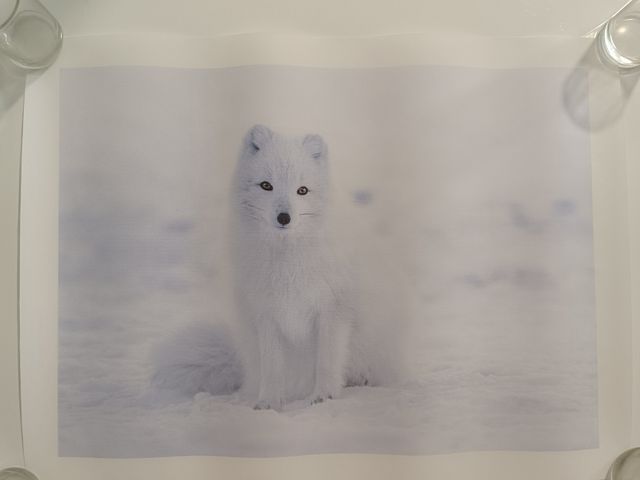 Lámina decorativa zorro Ártico 40x30