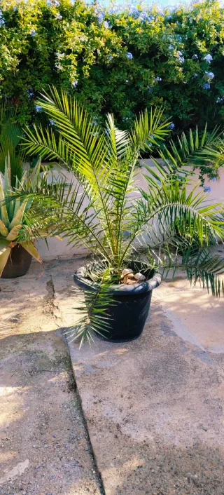 PALMERA PHONEIX.