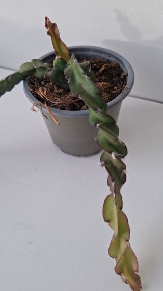 Lepismium Cruciformis Spiralis (rabo de porco)