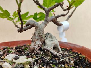 Higuera Sobre Piedra 403 Pre Bonsai Arbol Planta