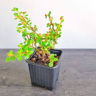 Bonsai Cotoneaster Horizontalis
