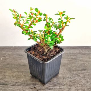 Bonsai Cotoneaster Horizontalis