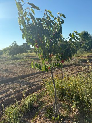 Jardinero