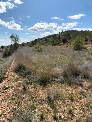 Terreno con casa cueva en la Solana - Terreno rúst