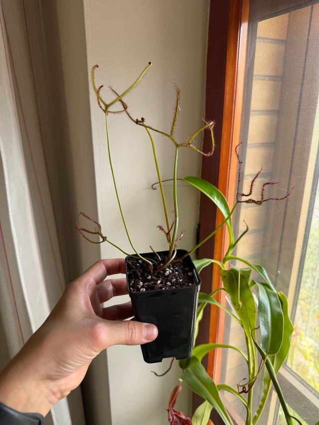 Drosera binata multifida extrema pianta carnivora