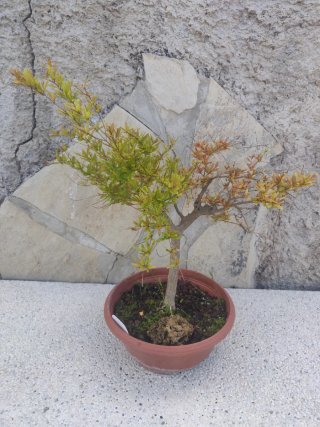 Granado 19C Pre Bonsai Arbol Planta