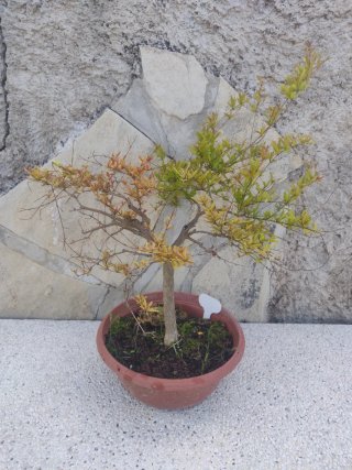 Granado 19C Pre Bonsai Arbol Planta