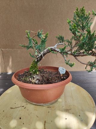 Arbol de la vida Thuja 25C Pre Bonsai Arbol Planta