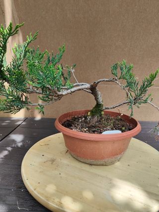 Arbol de la vida Thuja 25C Pre Bonsai Arbol Planta