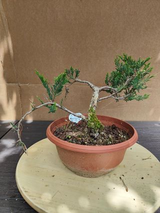 Arbol de la vida Thuja 25C Pre Bonsai Arbol Planta