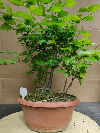 Olmo Comun 27C Pre Bonsai Arbol Planta