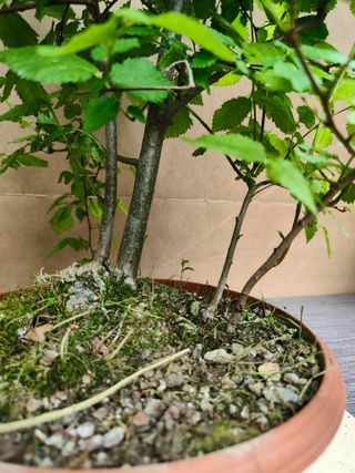 Olmo Comun 27C Pre Bonsai Arbol Planta