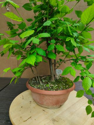 Olmo Comun 27C Pre Bonsai Arbol Planta