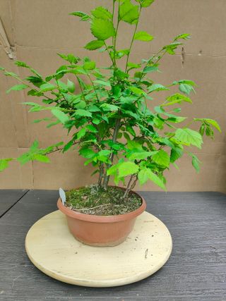 Olmo Comun 27C Pre Bonsai Arbol Planta