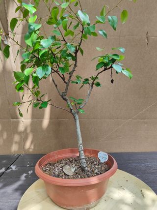 Peral Silvestre 31C Pre Bonsai Arbol Planta