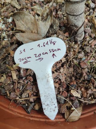 Peral Silvestre 31C Pre Bonsai Arbol Planta