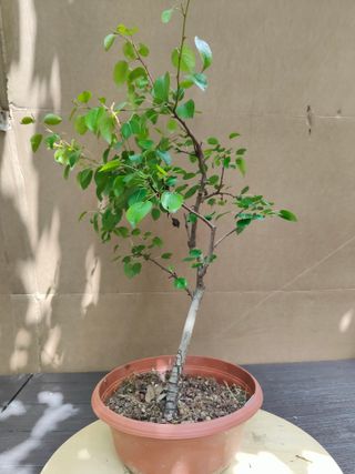 Peral Silvestre 31C Pre Bonsai Arbol Planta