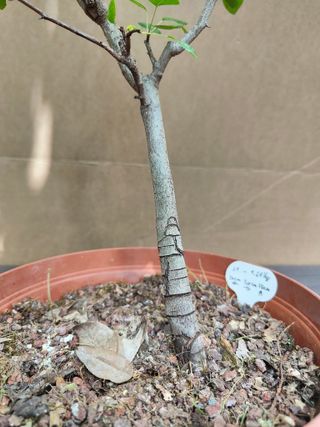 Peral Silvestre 31C Pre Bonsai Arbol Planta
