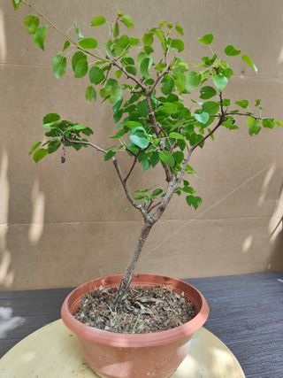 Peral Silvestre 31C Pre Bonsai Arbol Planta