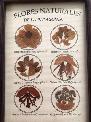 Cuadro con flores secas
