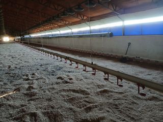 Bebederos avicolas tigsa