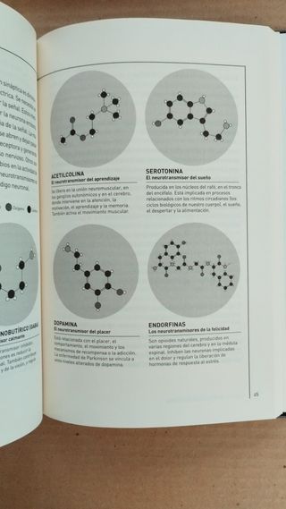 El Cerebro Descifrar y potenciar nuestro órgano