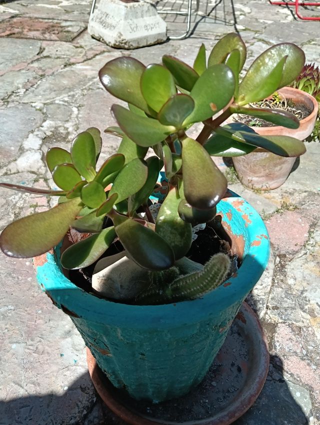Planta Jade , Echeverría y cactus . Lote