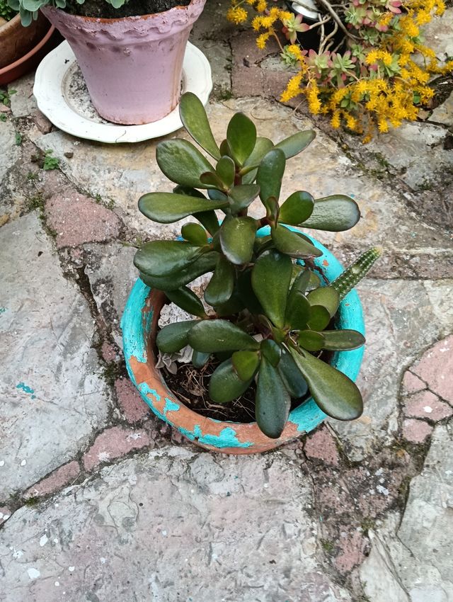 Planta Jade , Echeverría y cactus . Lote