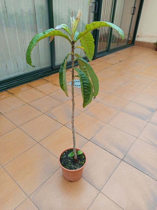 Planta níspero AC 