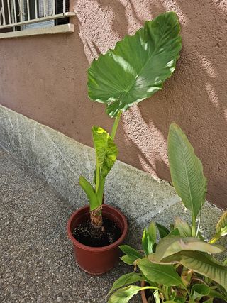 Planta Alocasia (Marquesa)