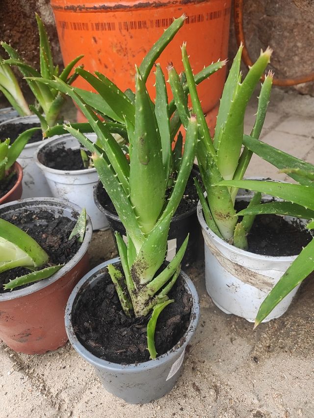 Aloe vera roca