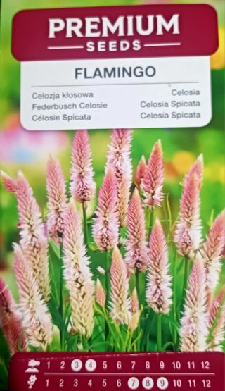 20 Semillas Celosía Spicata Flamingo