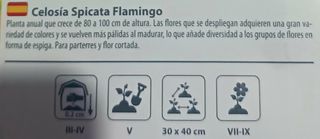 20 Semillas Celosía Spicata Flamingo