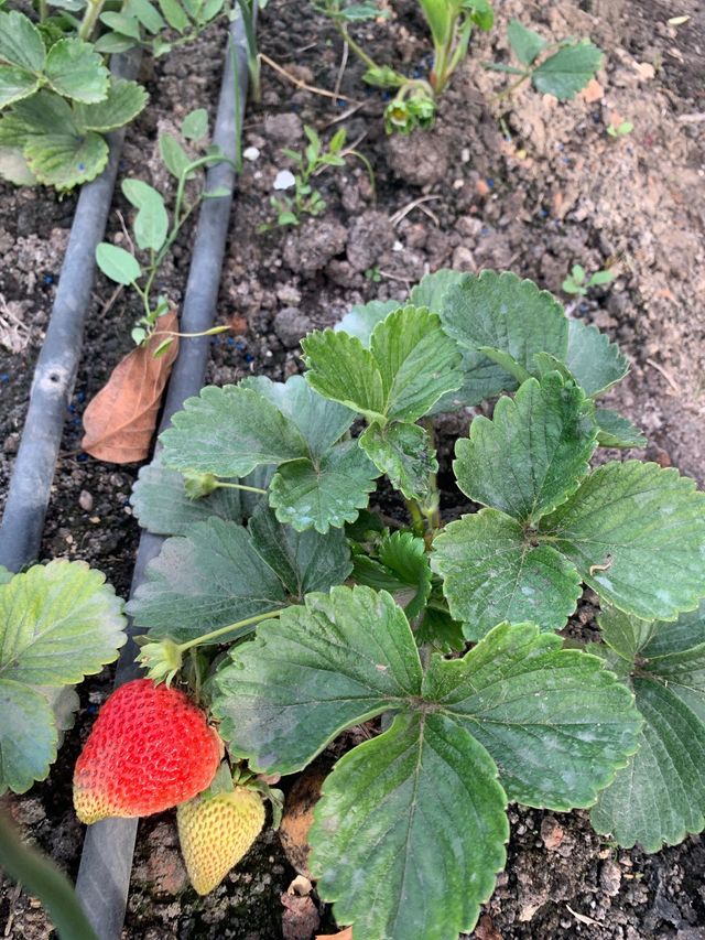 Lote 3 Moras   2 fresas