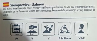 20 Semillas Siempreviva-Salmón