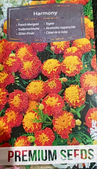 20 Semillas Clavel de la India Harmony