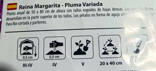 30 Semillas Reina Margarita - Pluma Variada