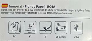 30 Semillas Inmortal - Flor de Papel