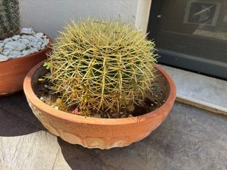 Cactus asiento de suegra