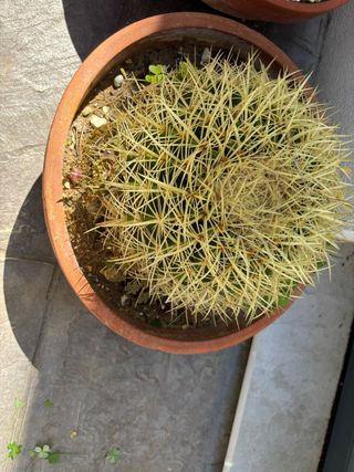 Cactus asiento de suegra